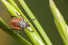 Preventing Lyme disease – vaccines are on the horizon