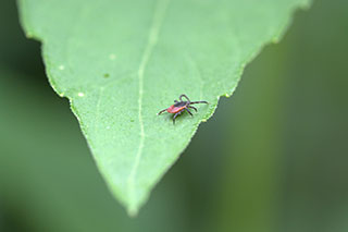 Prévenir la maladie de Lyme – vaccins à l’horizon!