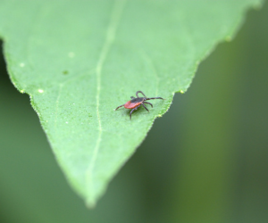 Tick on a leaf